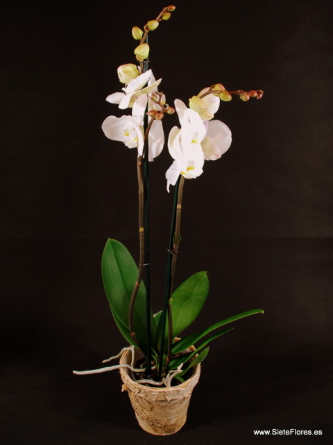 Venta Online de orquideas en Zaragoza. SieteFlores. Orquídeas de regalo a  domicilio. Compra tus plantas y flores por Internet en Zaragoza